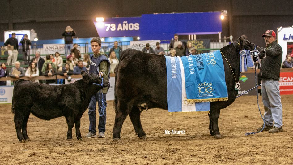 La Gran Campeón Hembra de Tres Marías de Gutiérrez en la Exposición del Centenario.