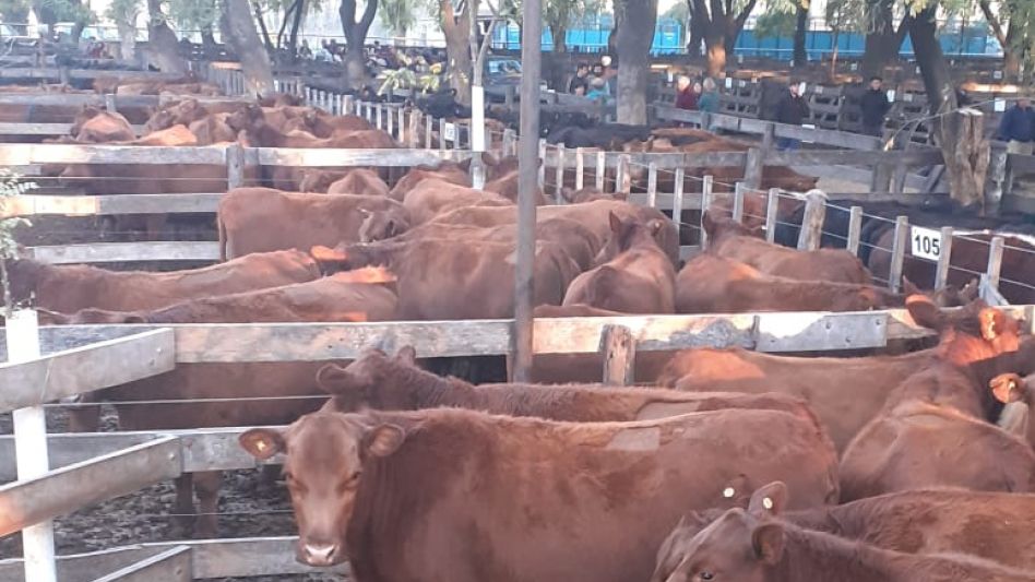 Las vaquillonas de Doña Herminia que llegaron a $200.000 en Wallace SA..