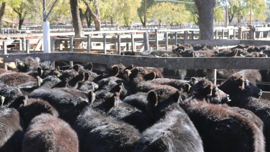 Menos vacas y un centenar de   vientres se vendieron en Azul 