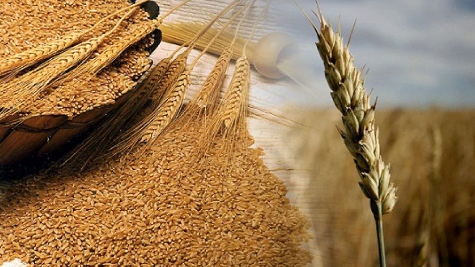Argentina podría exportar más de U$S 6.500 millones