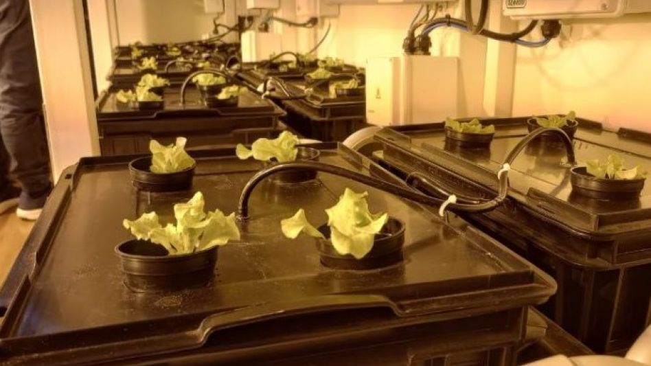 Germinaron los primeros plantines   hortícolas en la Antártida Argentina