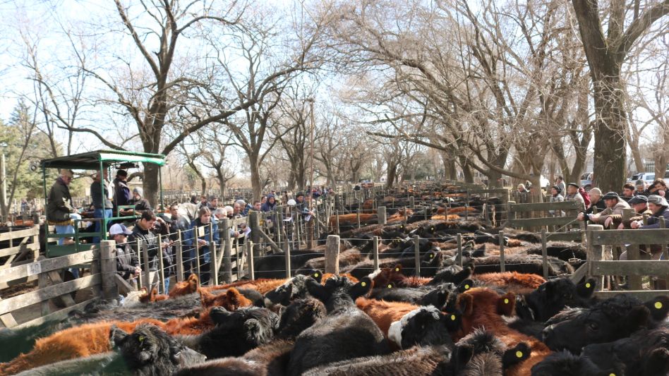 La feria colmada con casi 5.000 vacunos en Hourcade Albelo y Cía.