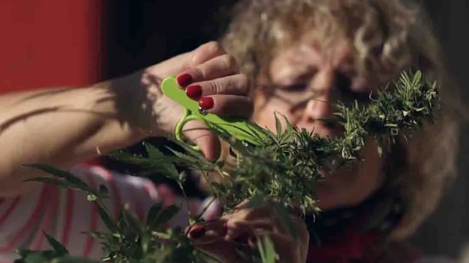 Emisión de documental y charla   sobre Cannabis Medicinal en Azul