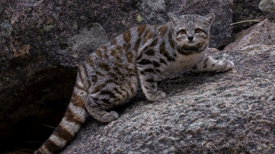 Avistan al "fantasma de los Andes": una especie de gato en peligro de extinción