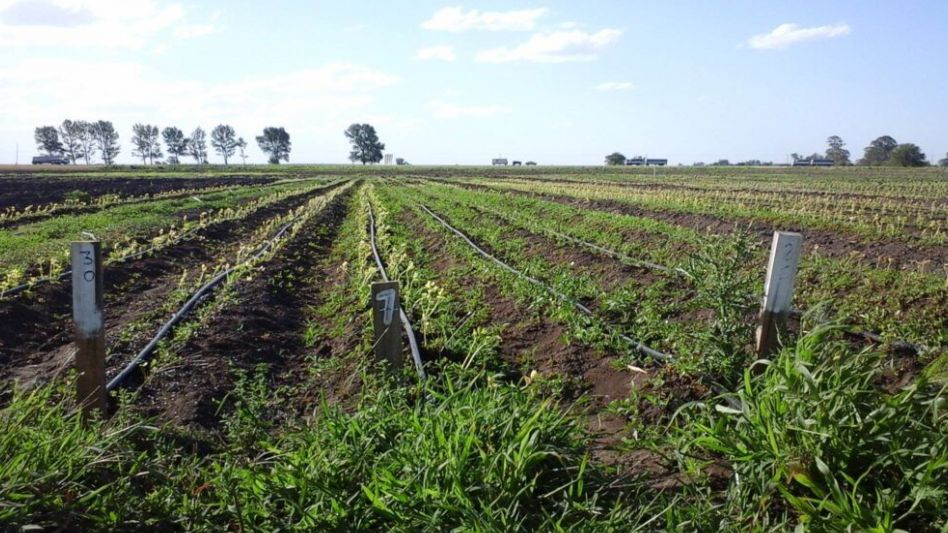 Rodríguez: "Es muy importante el fortalecimiento de las cooperativas agropecuarias"