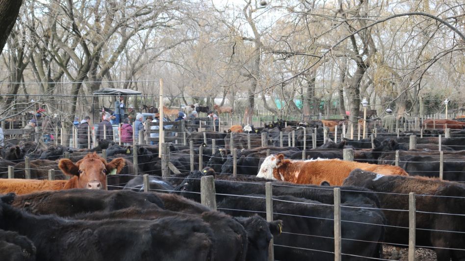 Otra fuerte oferta de vacas en Cacharí