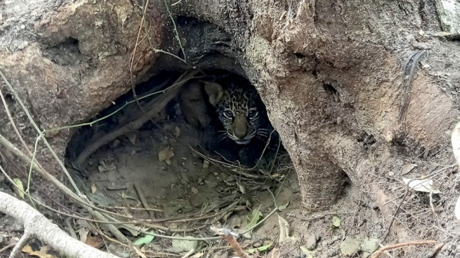 Tras 70 años de extinción, nacieron dos yaguaretés silvestres en los Esteros del Iberá