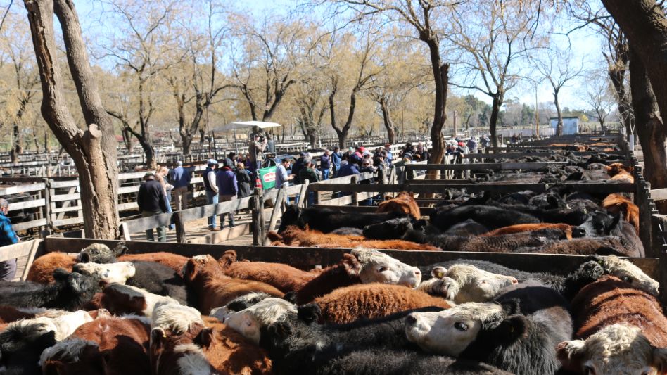 La fila que arrancó con novillos a $120.500 y que luego se diferenció con lotes completos de terneros en Wallace SA.