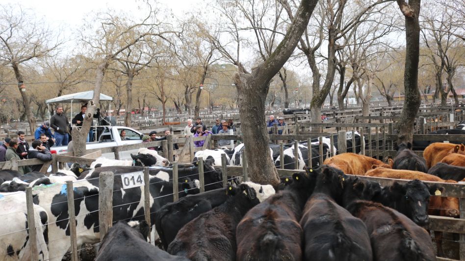 Vacas de todas las categorías y hasta $267 por las mejores en Néstor I. Goenaga y Cía.