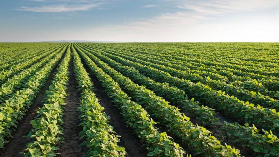 El precio internacional de la soja vuelve a superar los US$ 600 por tonelada