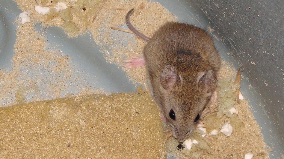Fiebre Hemorrágica Argentina: confirman un caso en Olavarría y ya son 20 en la provincia