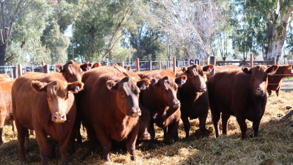 Las vaquillonas de Sta. Yvonne que despuntaron en Alvear. 