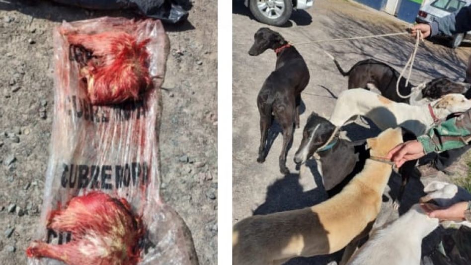 Estaban cazando en un campo y fueron infraccionados 