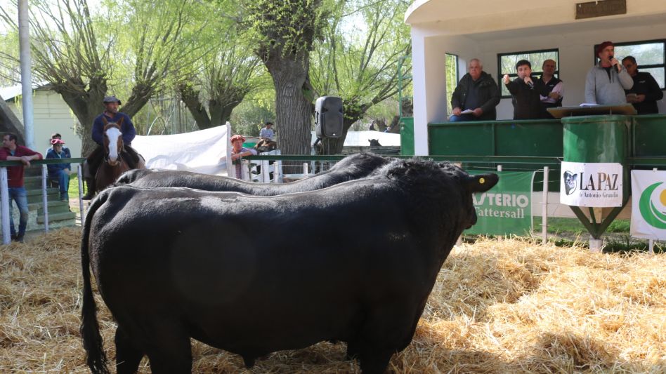  Demanda y todo vendido en la venta de La Paz de Grandio
