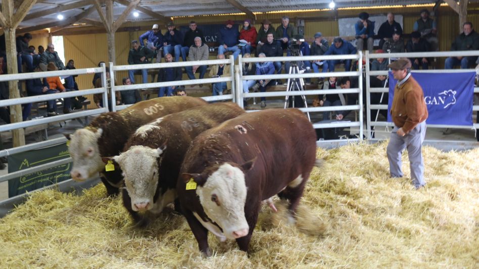 Los toros Polled Hereford que alcanzaron un promedio de $646.476 en Azul.