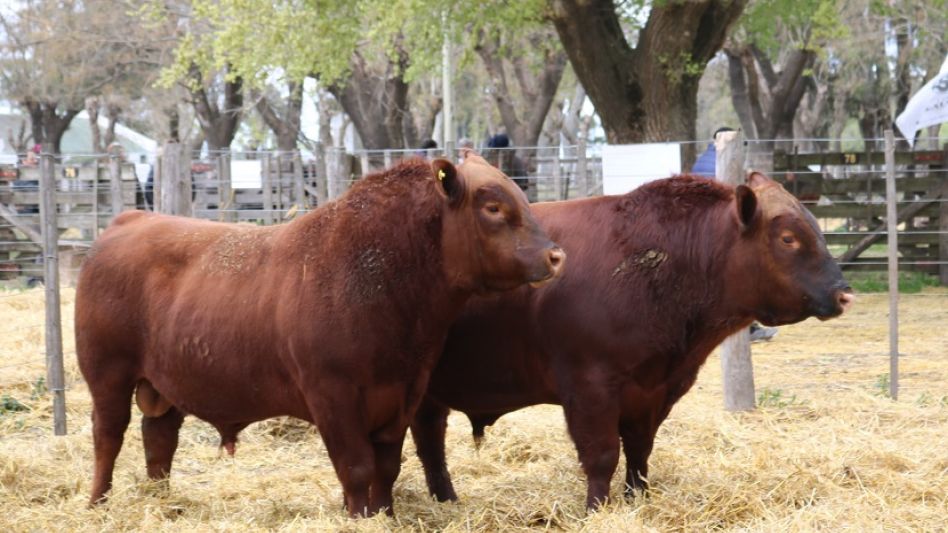 Casi 2 millones de pesos por los primeros colorados de El Encuentro, que vendió Gogorza y Cía. en Tapalqué.