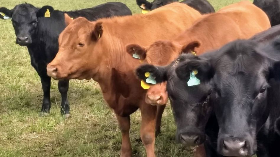 Se cumplieron 45 años de evaluación epidemiológica en 30 partidos de la provincia de Buenos Aires, donde aún se continúa aislando Bacillus anthracis, agente causal del carbunclo bovino.