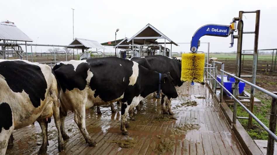 Lechería: la primera vacuna del mundo contra la leucosis bovina es un desarrollo argentino