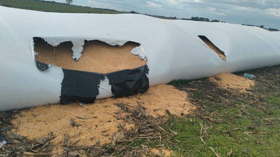 El maíz había sido robado de un silo bolsa que estaba en un campo situado en el Cuartel V del Partido de Azul. FOTO: CPR AZUL/PBA