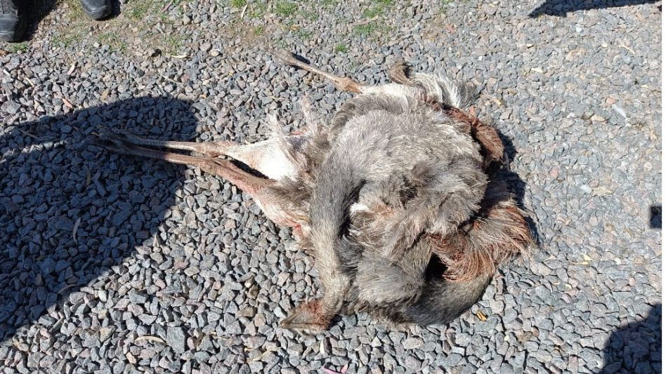 Infraccionaron a cazadores y secuestraron un auto