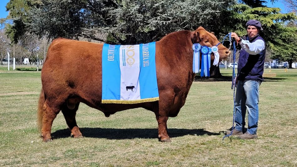 El Gran Campeón Macho de Inambú en Nacional Angus de Primavera