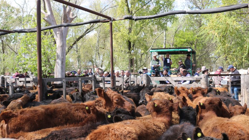 En Hourcade Albelo y Cía., 4.300 vacunos negociados 