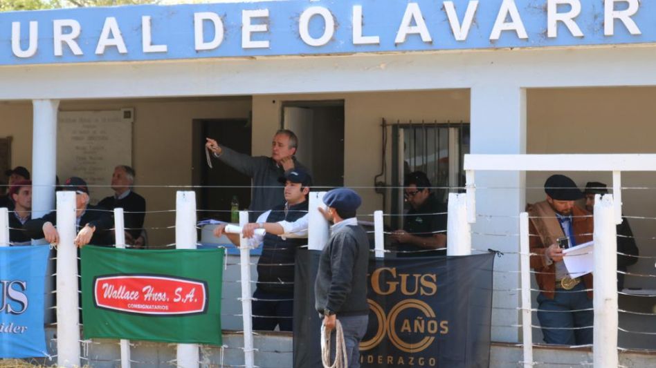 Juan Wallace trabajado la Angus de Olavarría.