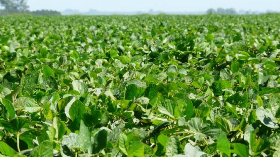 Exportadores destacaron que hay una "reacción muy favorable" al dólar soja