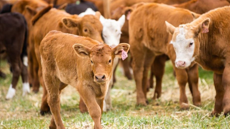 El Plan Ganadero Bonaerense 6×6 busca generar 870.000 terneros adicionales al año