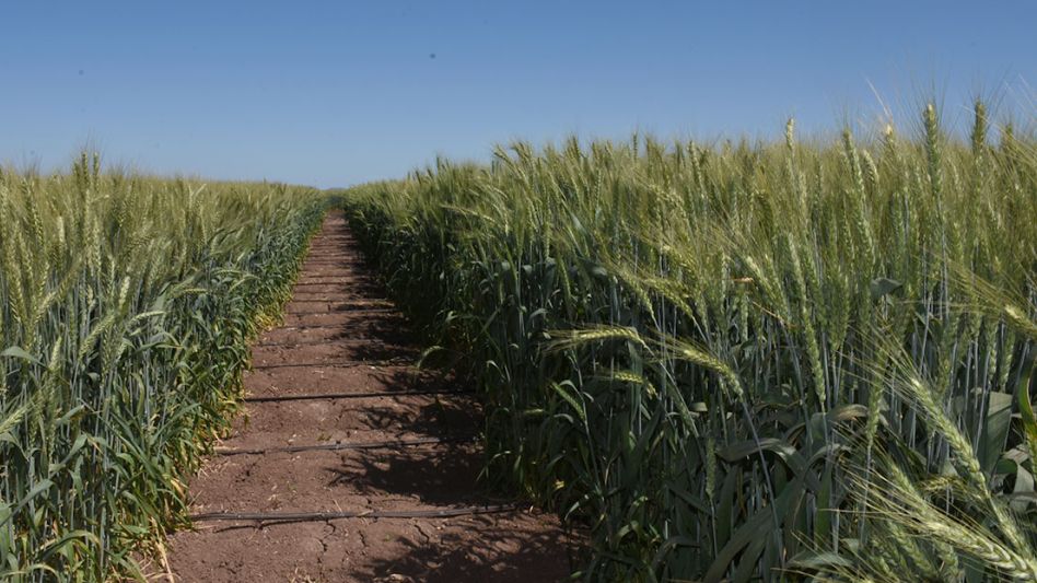 La sequía no para y analistas prevén la peor cosecha de trigo en siete años