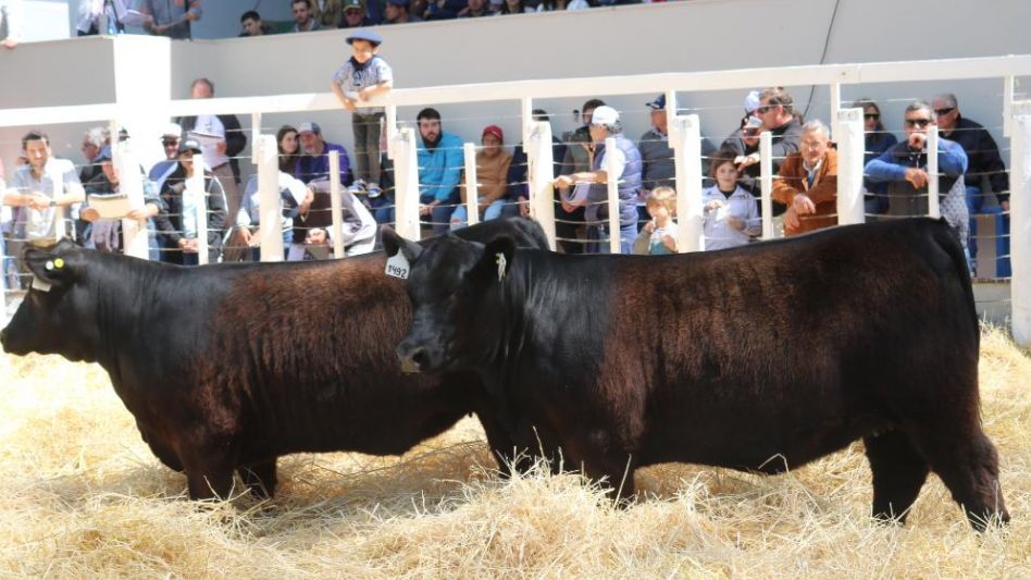 Hasta $2.600.000 por las vaquillonas de Don Romeo y para Delfinagro SA.