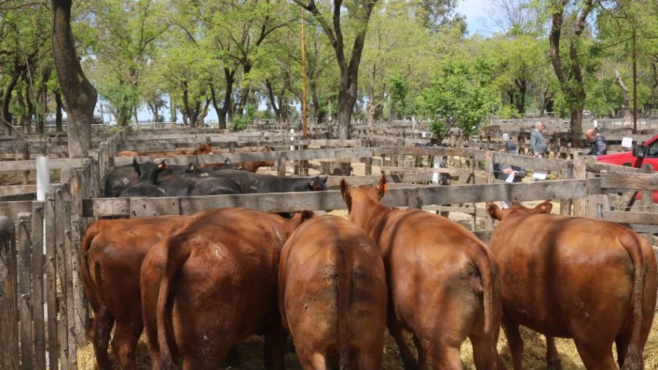 Las vaquillonas de Charles de Guerrero que vendió Adolfo Koerner y Cía., en la feria local