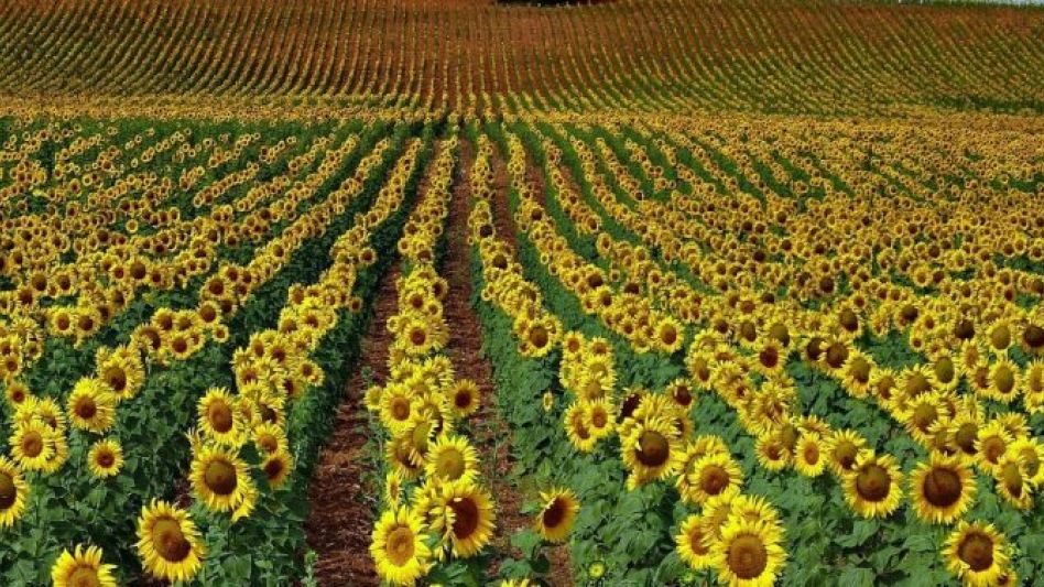 FOTO: RURALNET.COM.AR