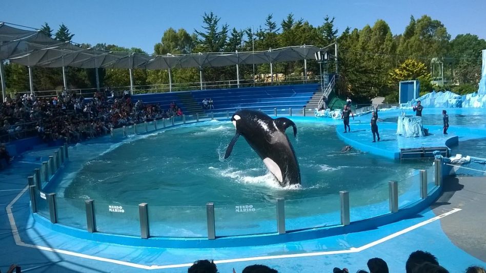 Presentan un proyecto de ley para prohibir espectáculos de animales marinos en cautiverio