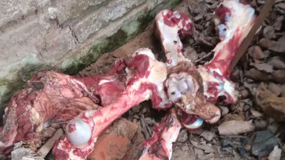 El ilícito se produjo en un campo de Azul. Policías recuperaron cortes del vacuno faenado en una casa de Cacharí. FOTOS: CPR AZUL/PBA