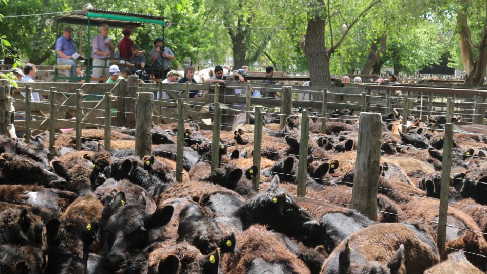 El remate de Hourcade Albelo y Cía., en Rauch, con un máximo de $70.200 por las terneras.
