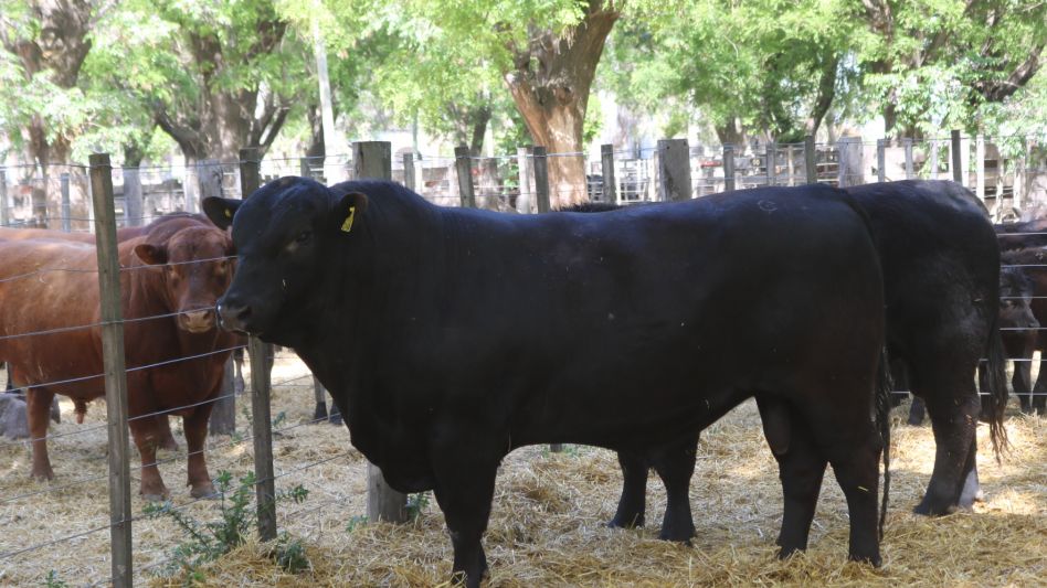 Hasta $610.000 por los toros de Santa Sergia en Tapalqué.