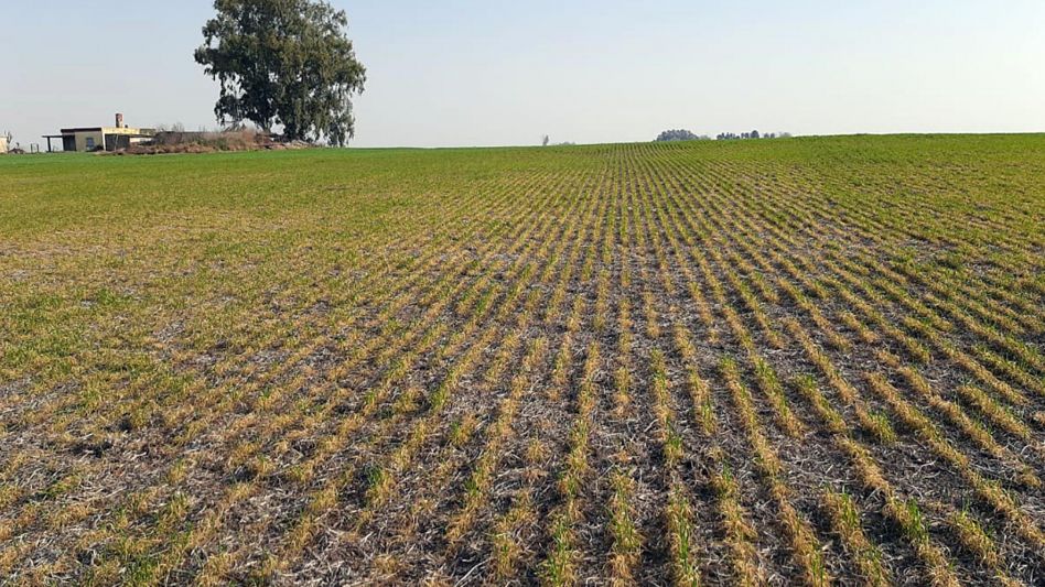 La sequía pone en jaque al norte bonaerense: qué municipios pedirán la emergencia agropecuaria