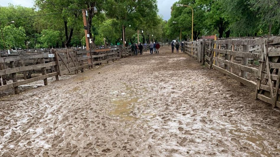 Con un marco distinto se trabajó en los corrales. En Wallace SA., se impusieron los toros Ciancaglini y terneros de Moscardi Mariño.
