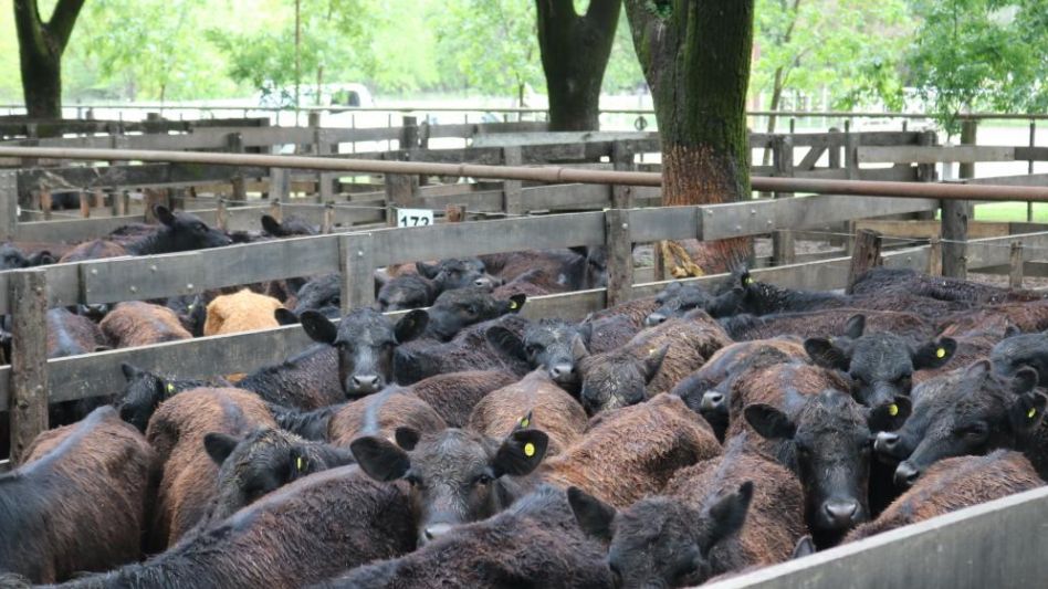 Las 140 terneras de Moscardi Mariño que llegaron a $71.280/198Kg.