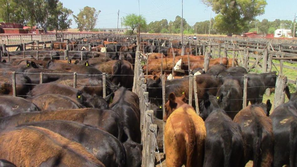 La feria de Vittori Ercazti en Bahía Blanca.