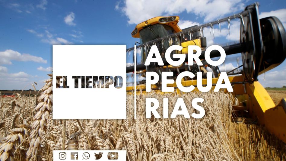 Se aceleró la siembra de girasol