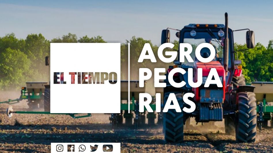 La siembra del maíz de primera está finalizada