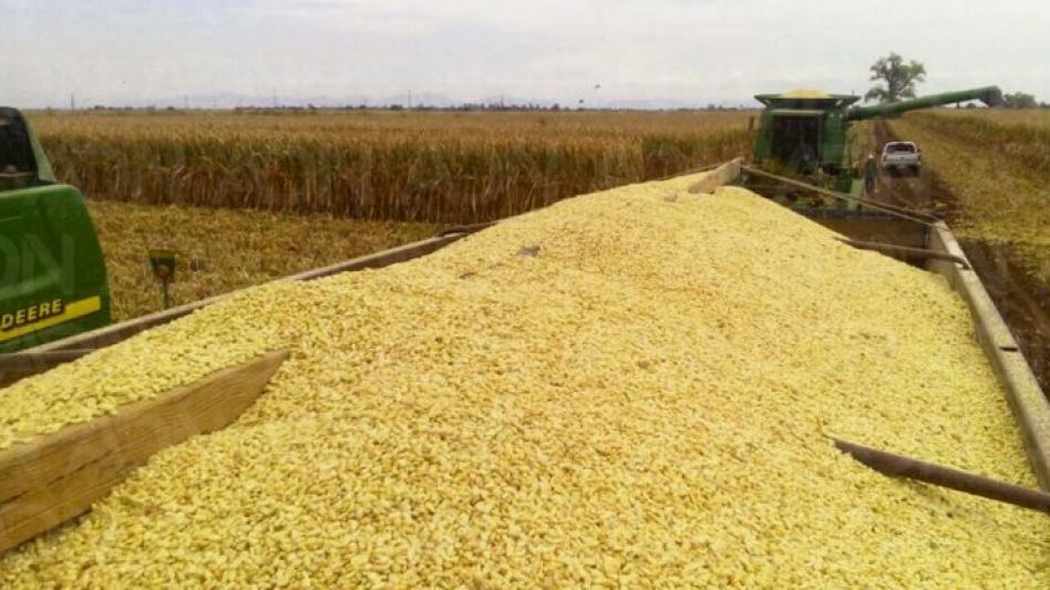 Una consultora publicó un estudio propio donde proyectó que la producción de trigo, maíz, soja y girasol será de 129.500.000 toneladas.