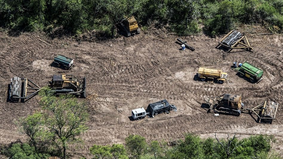En 20 años, Argentina perdió 438 mil hectáreas de bosque primario húmedo