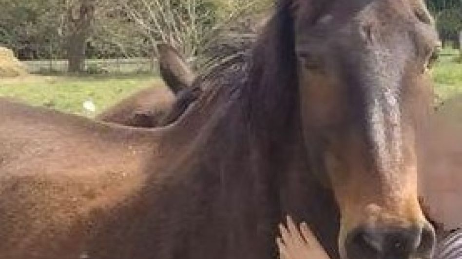 El hurto de un caballo y un allanamiento positivo