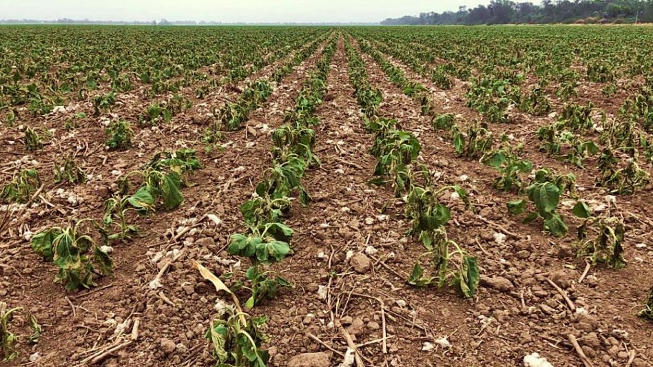 La sequía histórica acrecienta el retraso en la siembra de la soja y el maíz
