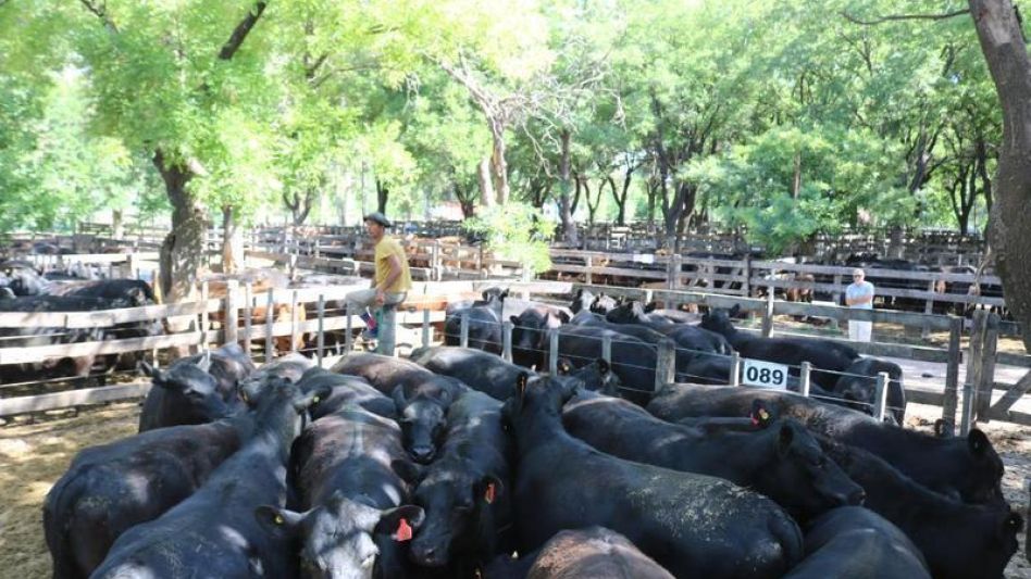 Hasta $194.000 por las vacas preñadas de Rivolta en Azul. 