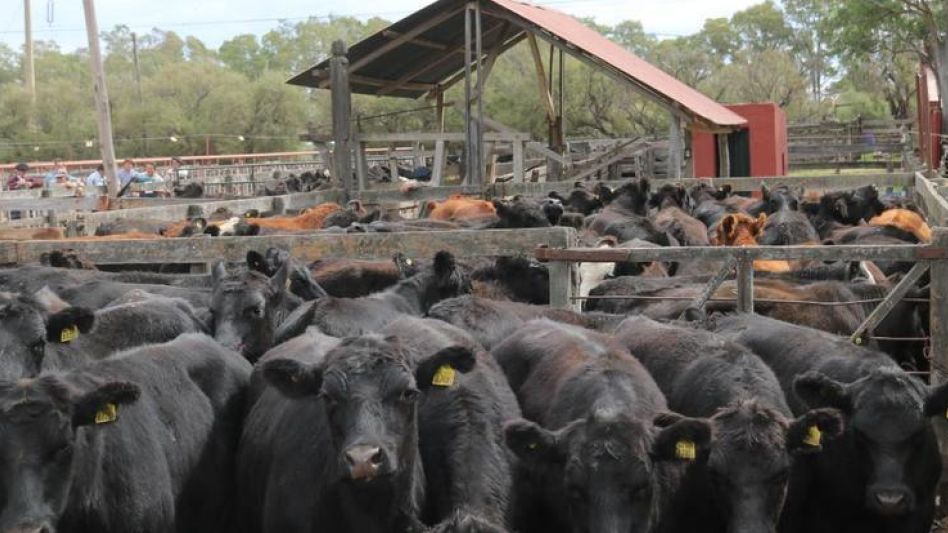 Unos 3 mil vacunos en el remate de Vittori Ercazti en Bahía Blanca.