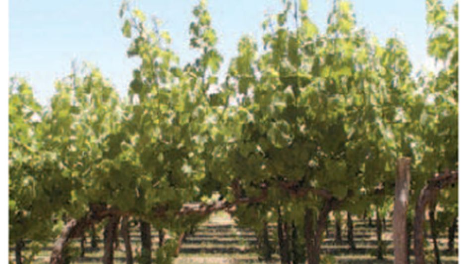 A la izquierda, cultivo de vid de Mendoza. A la derecha, detalles del perfil mostrando las raíces del cultivo. Suelo clasificado como Torrifluvent Típico.